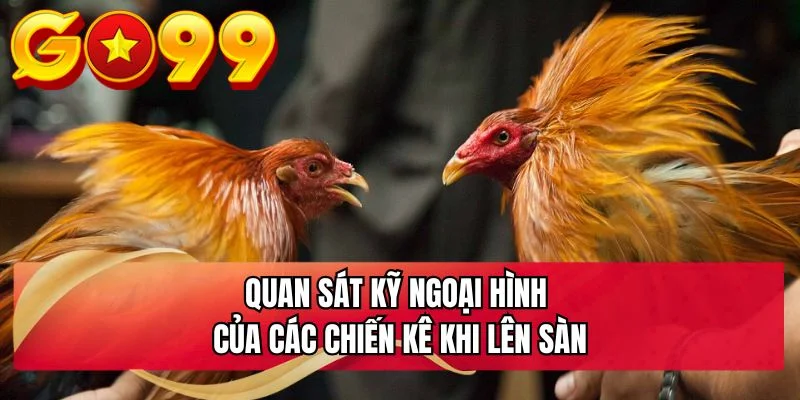 Quan sát kỹ ngoại hình của các chiến kê khi lên sàn